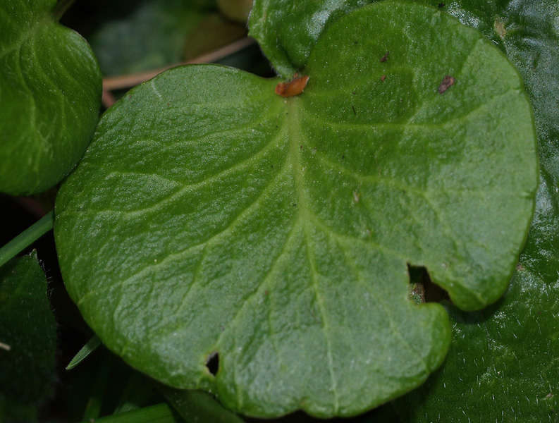 Asteracea